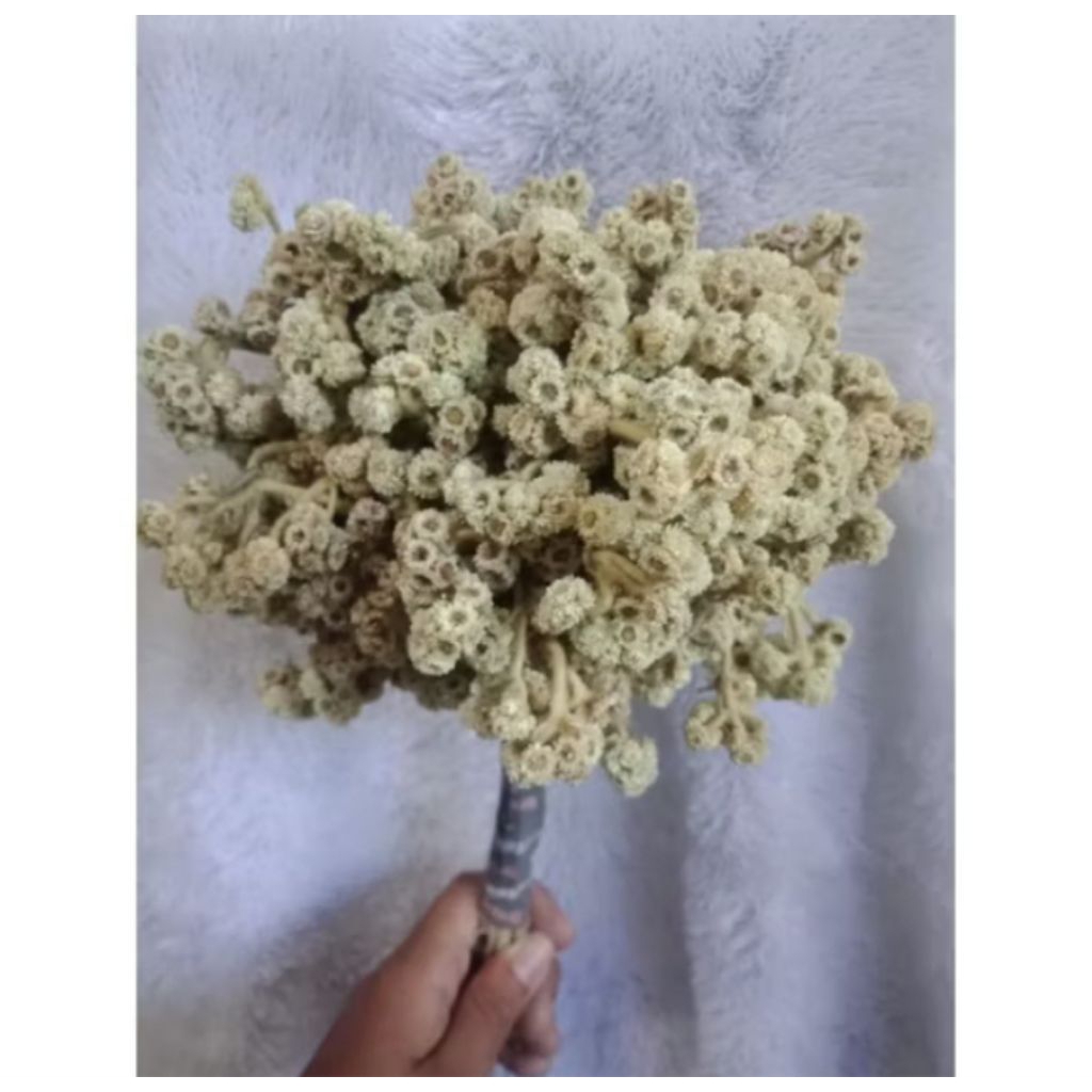 Bunga edelweis | bunga abadi | bunga artificial asli Tengger semeru