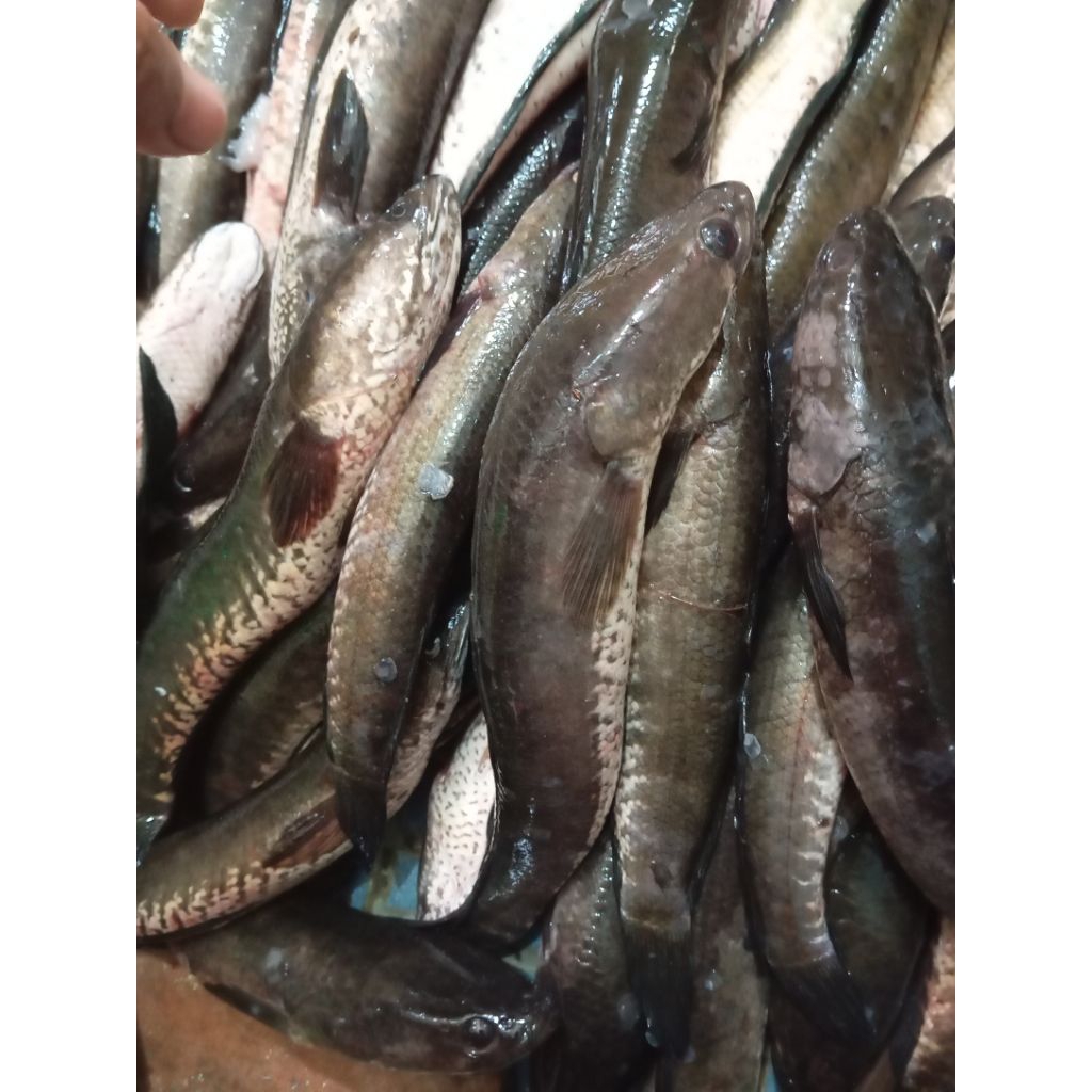 Ikan Gabus Frozen Fresh Berkualitas