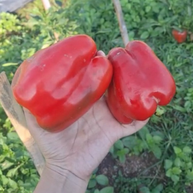 

Paprika Merah |Red Star| Murah Meriah