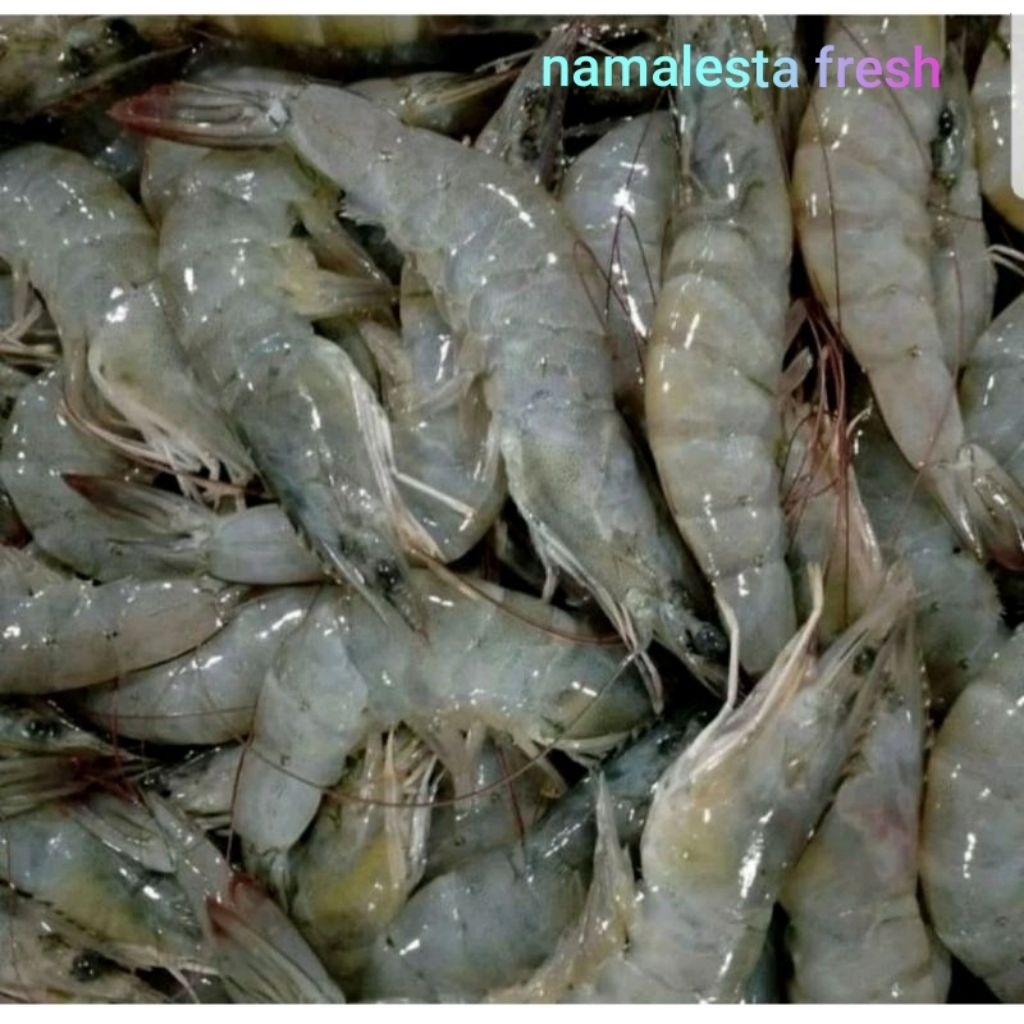 

udang segar-namafresh