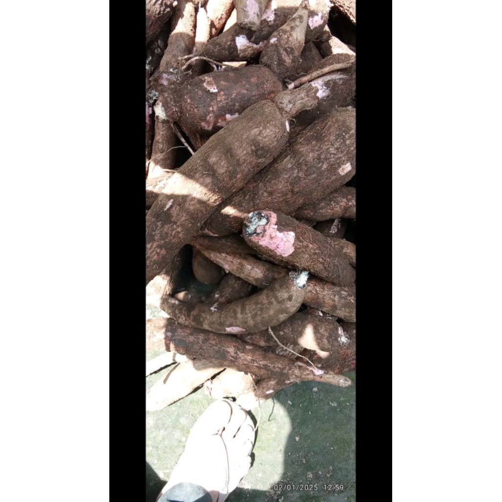 

singkong kulit merah 1 kg 6000