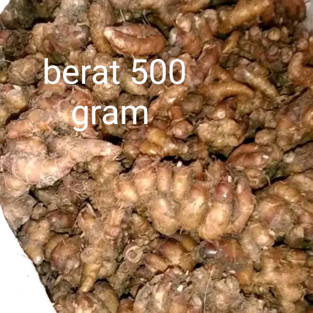 

500 gram kencur tua/setengah kilogram asli ujung kulon Banten