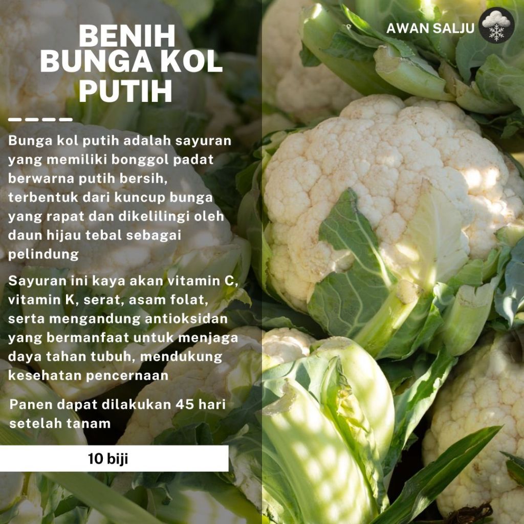 Benih Bunga Kol Putih Unggul – Cocok Dataran Tinggi & Dataran Rendah