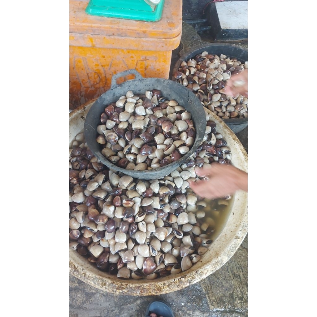 

Kerang Tahu Fress