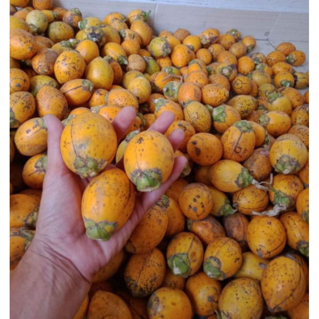 

Buah Pinang Tua Asli 1kg – Buah Pinang Tua Herbal, Cocok untuk Ramuan & Jamu siap kirim secepatnya ,,