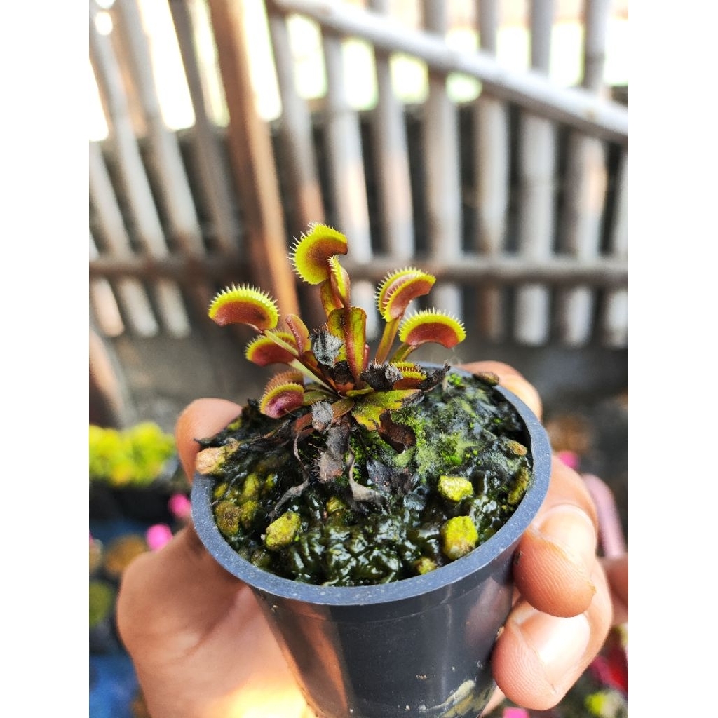 Dionaea Muscipula Red Dentate/Venus flytrap