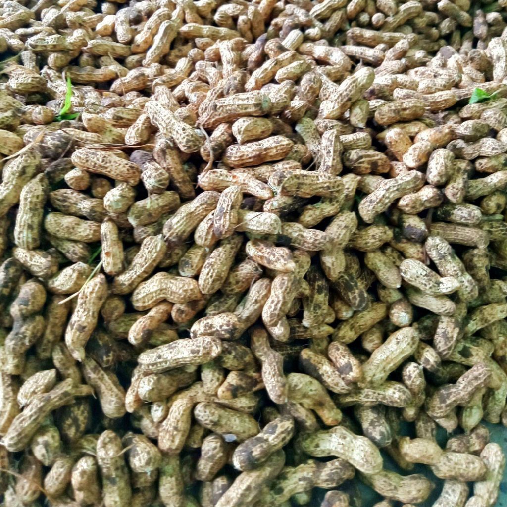 

kacang tanah 500gram kacang kulit segar cocok untuk di rebus