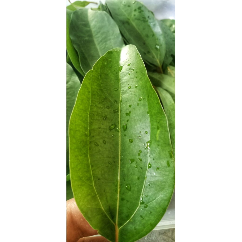 

daun kulit manis segar 100 gram