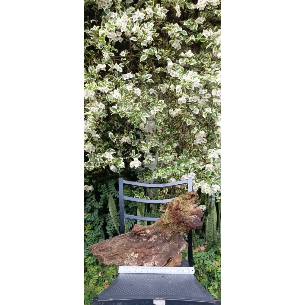 Kayu Aquascape Besar ( kayu asli )