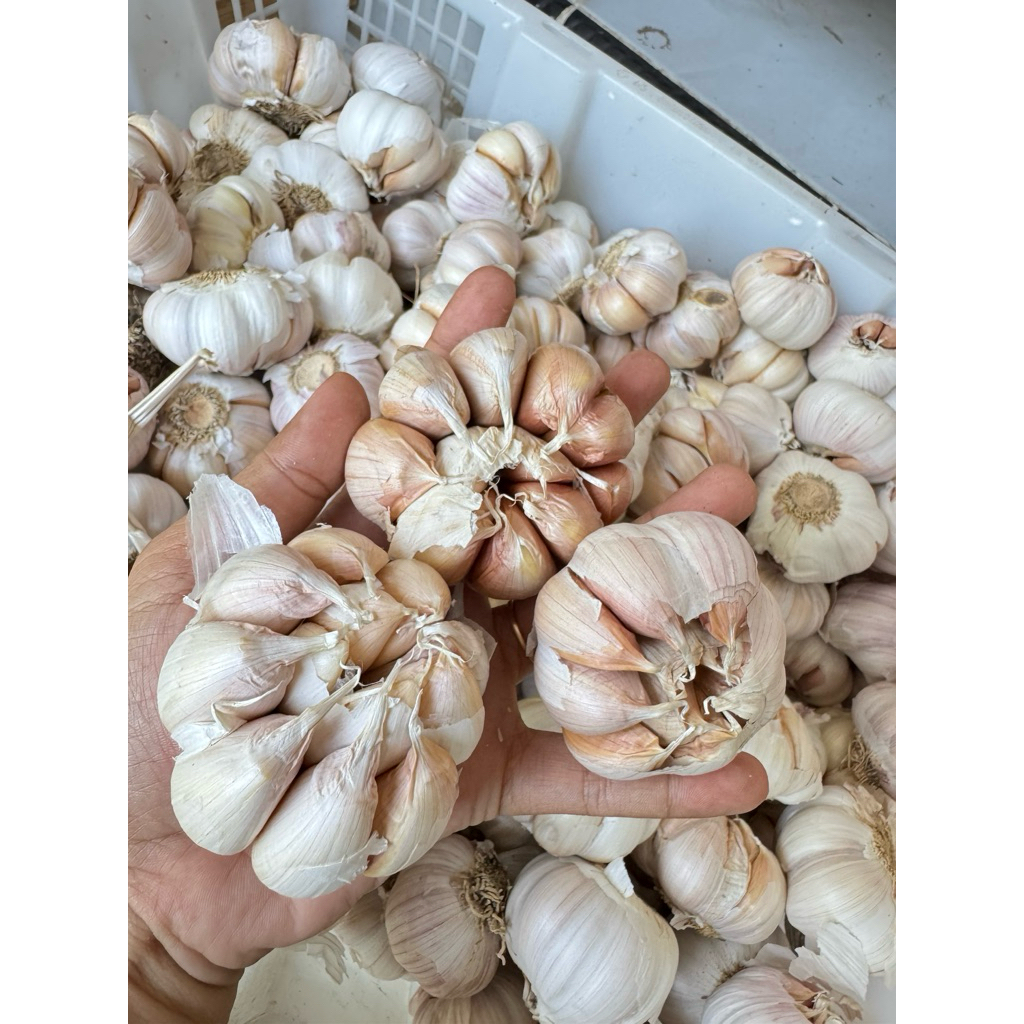 

Bawang Putih Bersih Kering 1kg