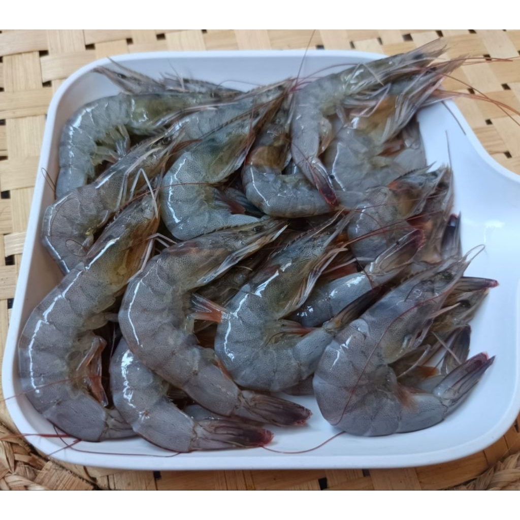 

Udang Segar Basah Ukuran Sedang