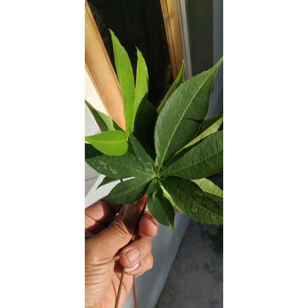 

Daun Randu 100 lembar