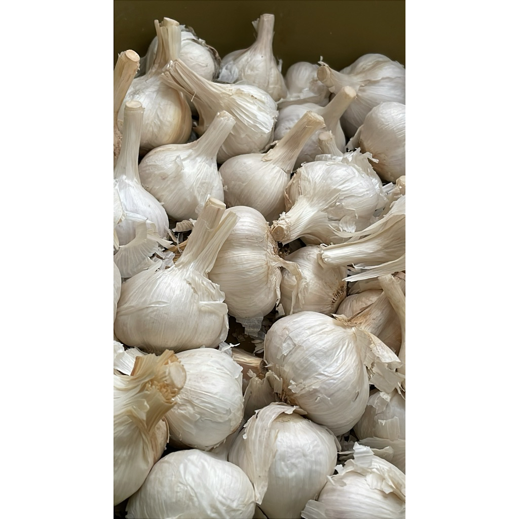 BAWANG PUTIH KATING KOTOR / TANGKAIAN