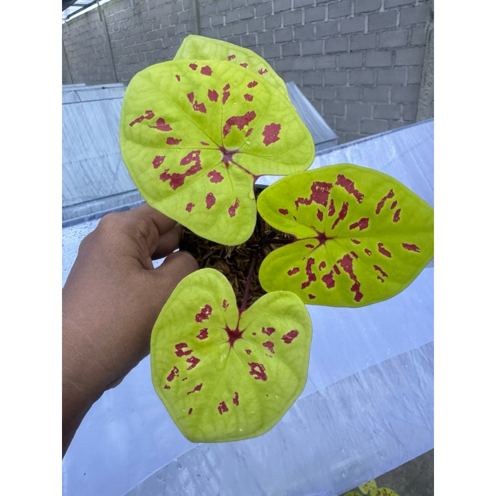 Caladium Yellow Loepard