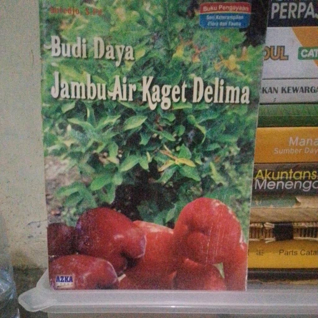

budi daya jambu air kaget delima