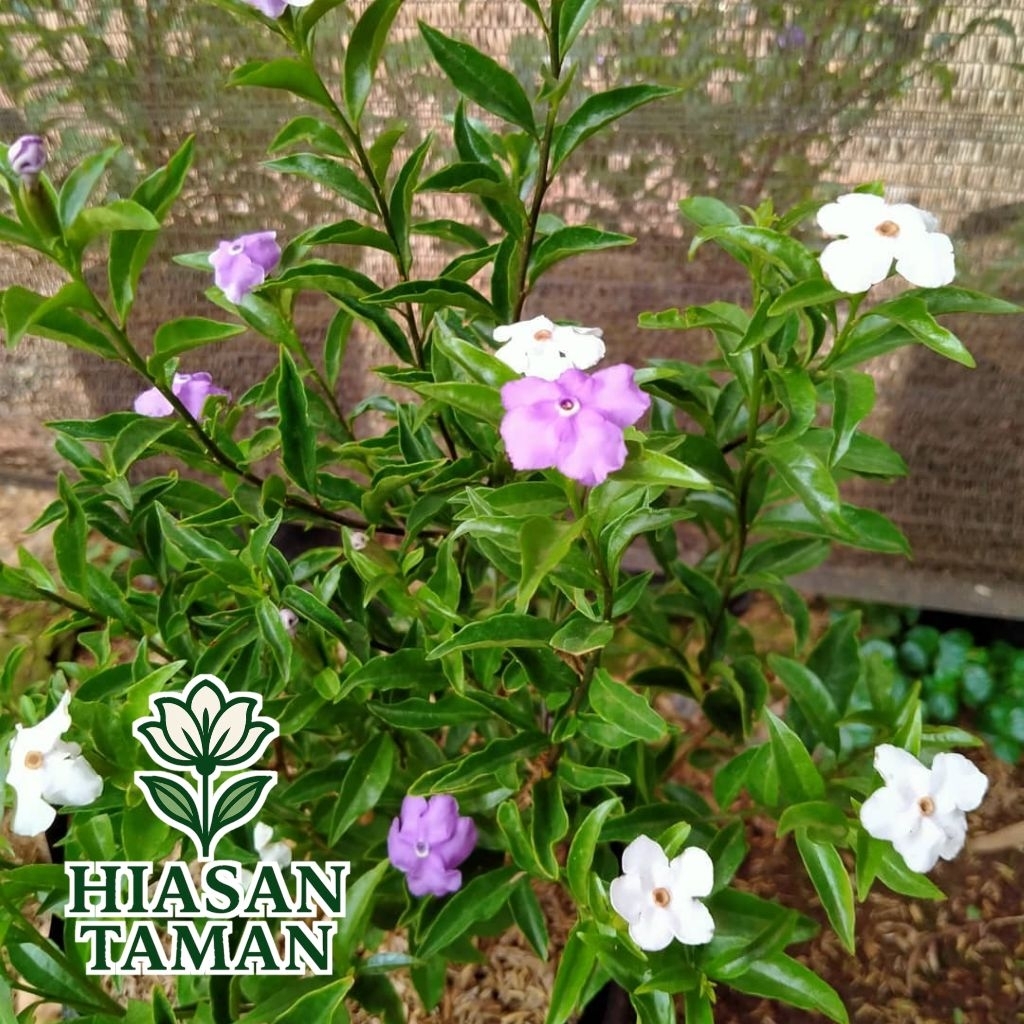 Tanaman hias bunga melati costa - tanaman hias melati costa - tanaman bunga melati