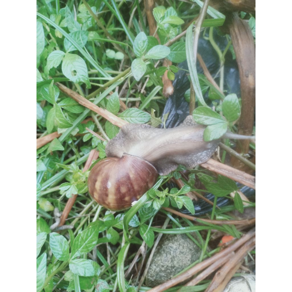 Bekicot hidup di alam liar