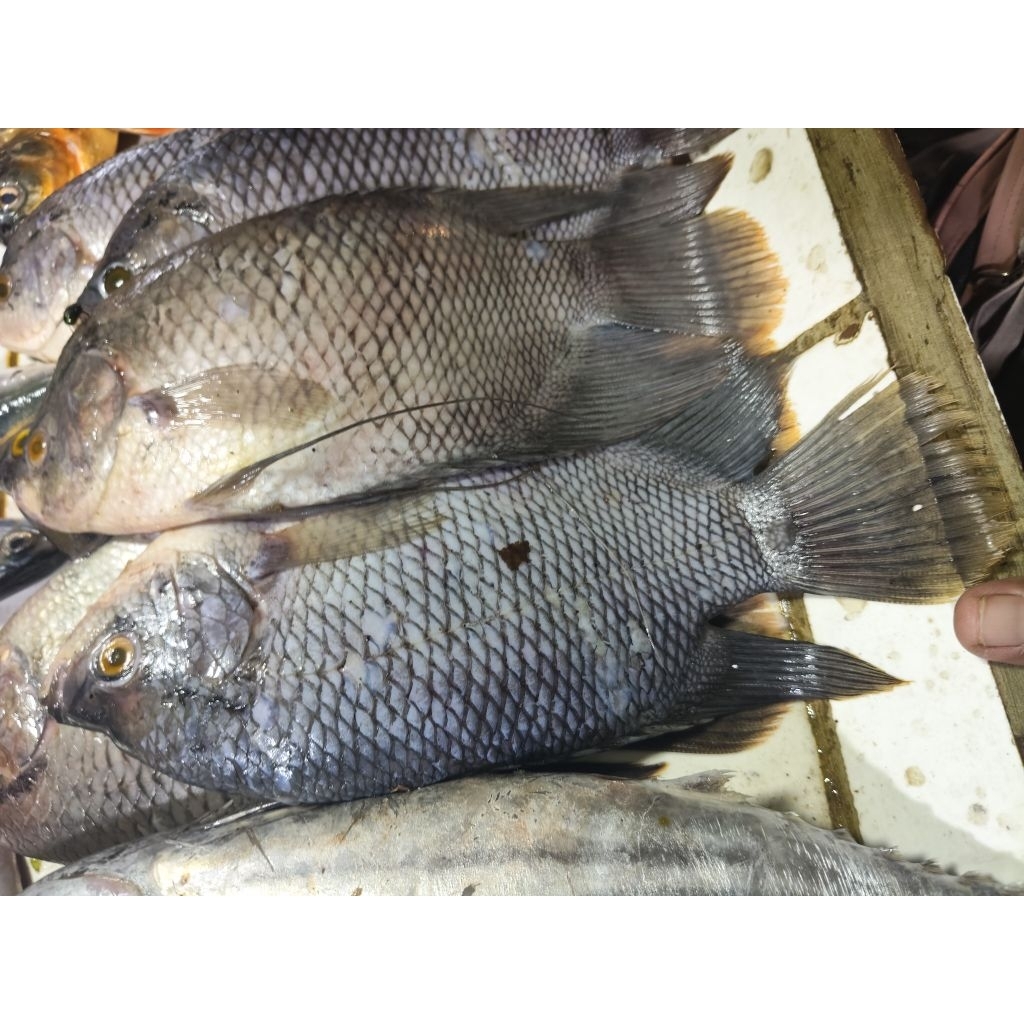 

ikan gurame segar 500grm
