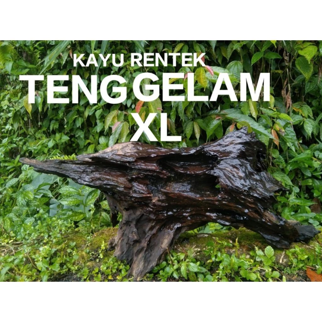 Kayu Rentek Aquascape ukuran XL full tenggelam