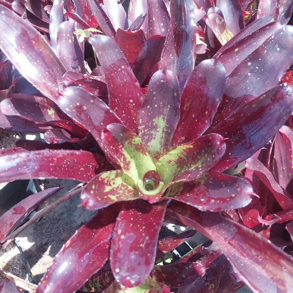 Bromelia Tutul - Bromelia Ungu - Bromelia Neoregelia - Bromelia Hias - Bromelia Koleksi - Bromelia