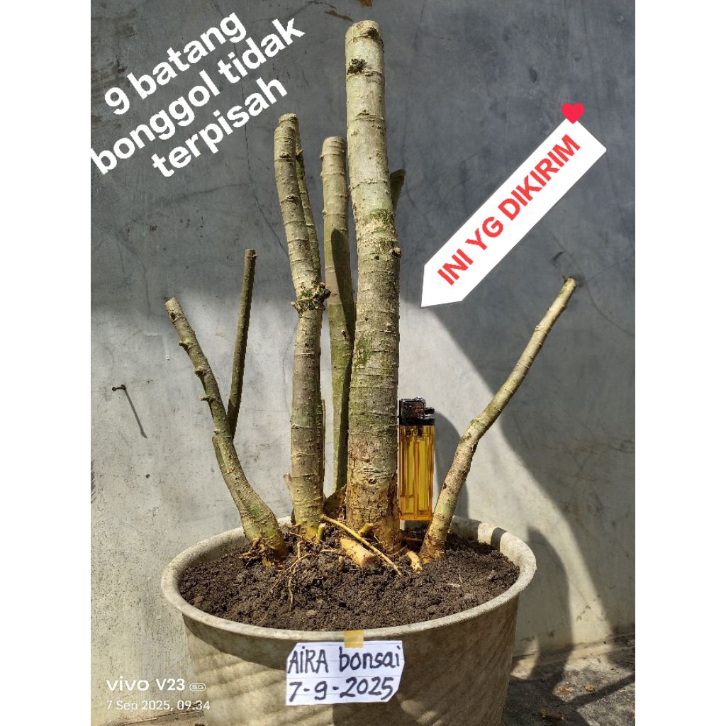 bahan bonsai serut grouping dongkelan 7 September 2025