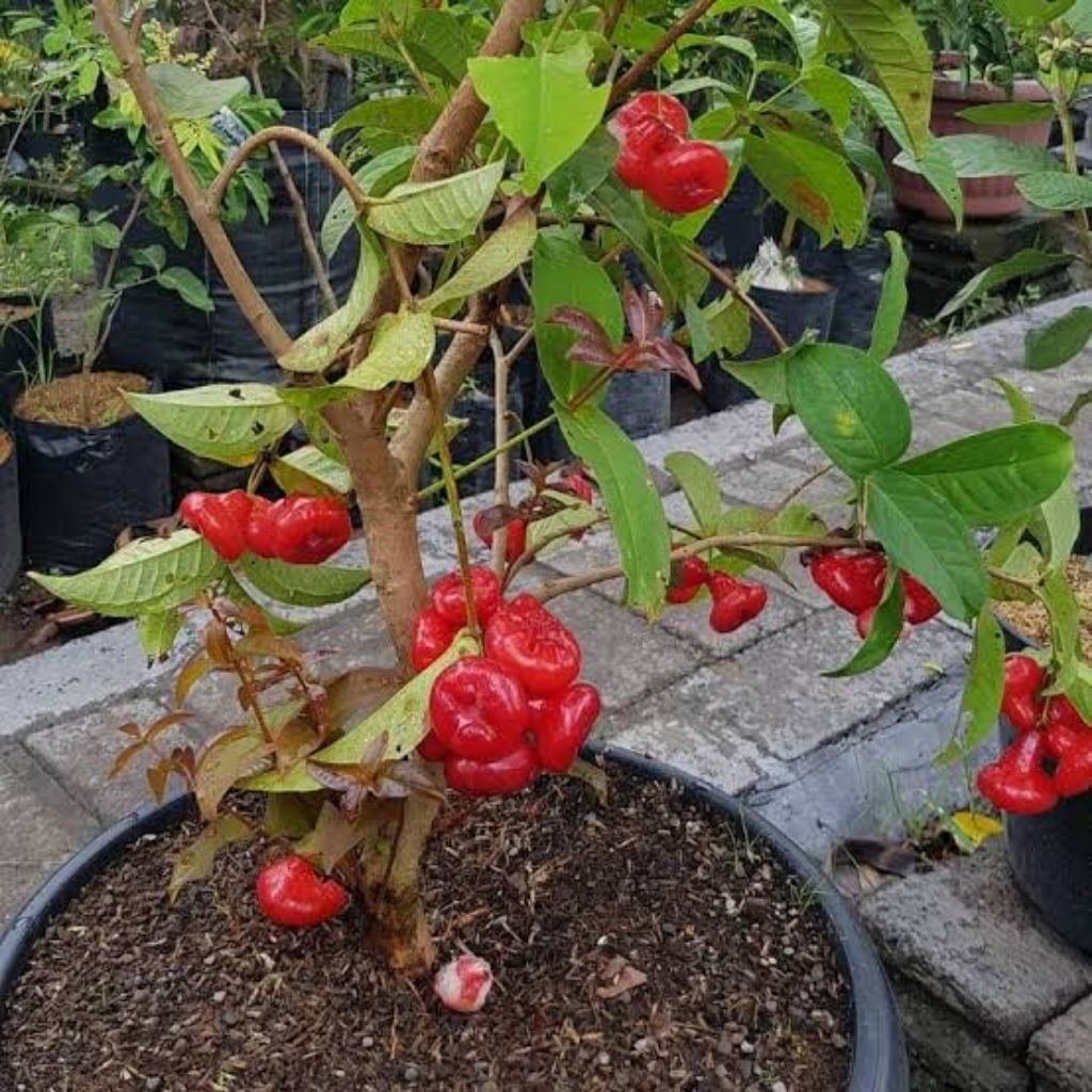 

JAMBUAirKancingMerahBatangBesar