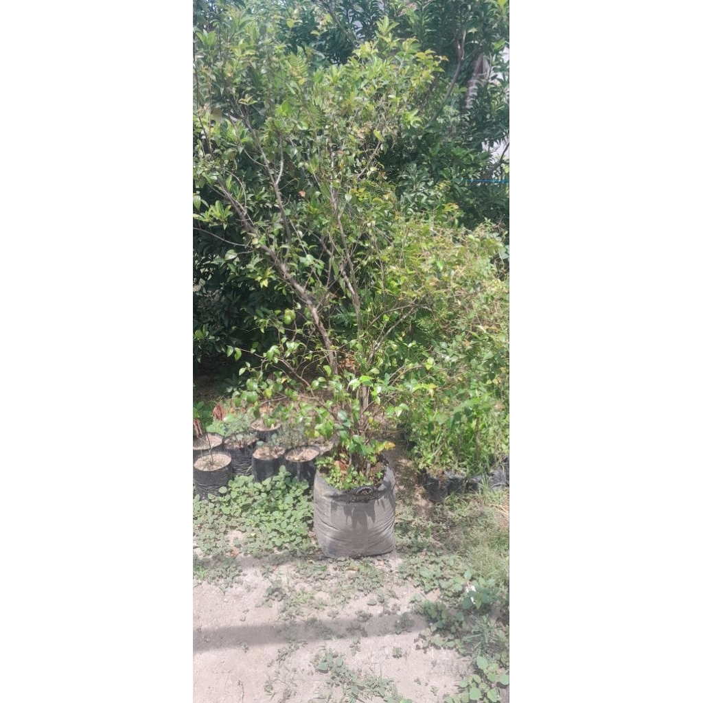 indukan dewandaru batang besar sesuai Poto full media paking kayu