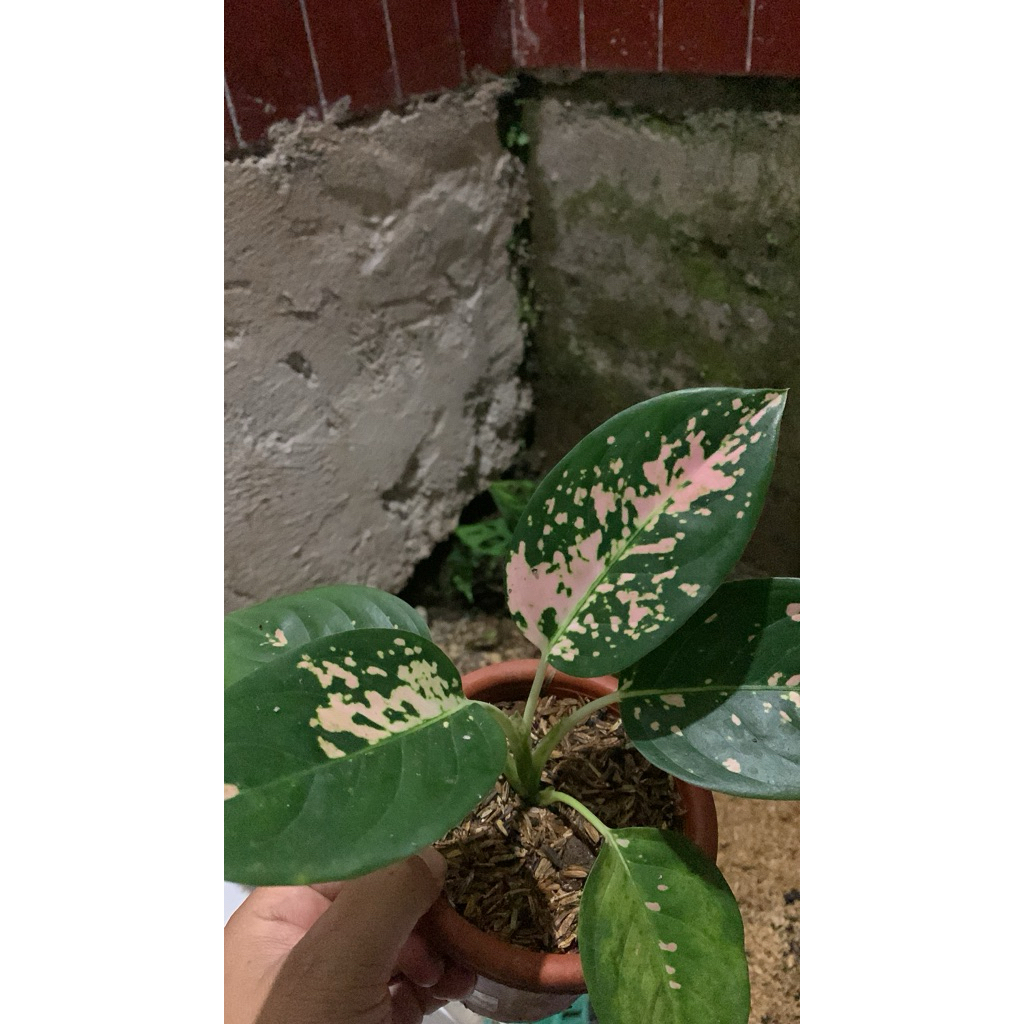 aglonema suksom white