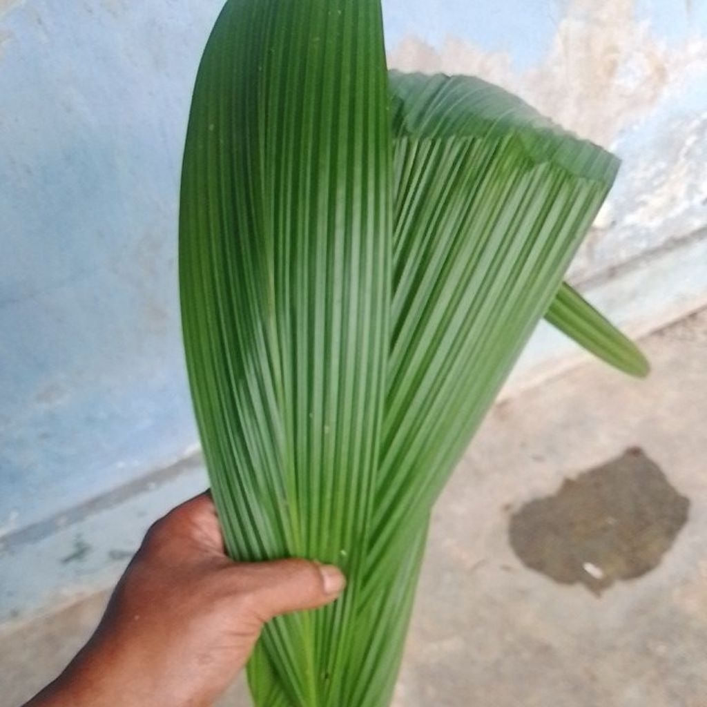 

daun nyangkuh 20 lembr segar