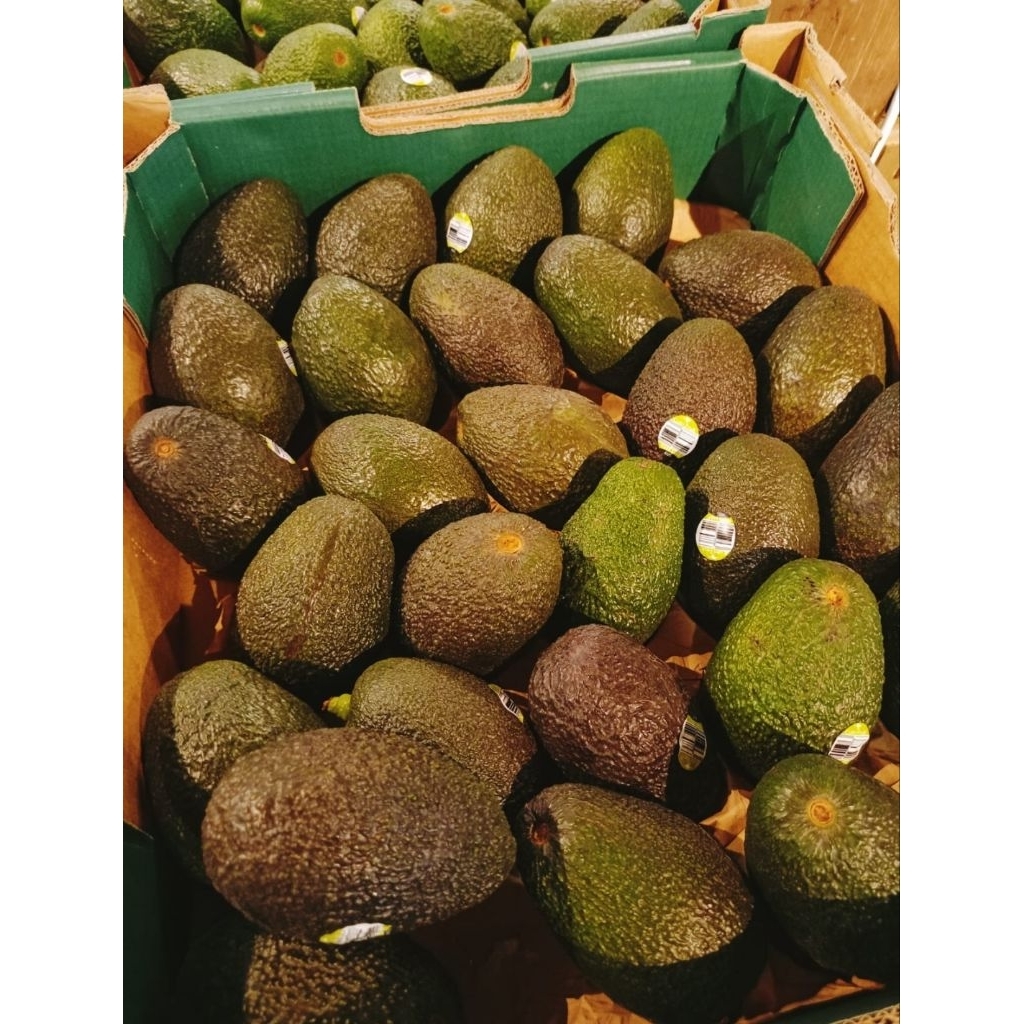 alpukat hass Australia fresh / buah alpukat haas Australia fresh