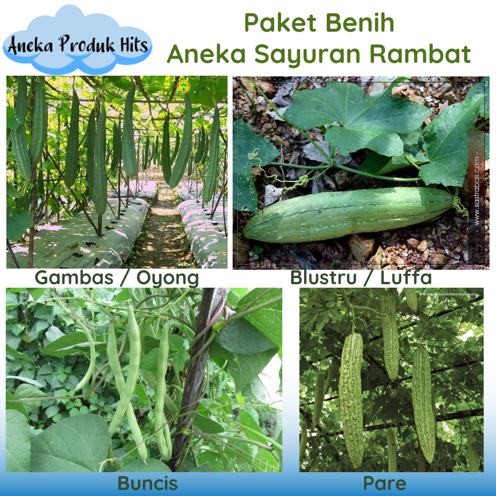 Paket Benih Aneka Sayuran Rambat (Gambas, Blustru, Buncis, dan Pare)