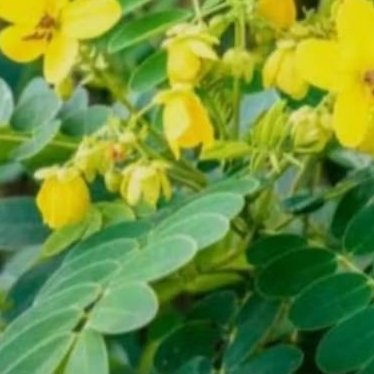 

Daun Ketepeng Cina/Daun Kimanila/Kimanila Segar/Kimanula Herbal/100lembar