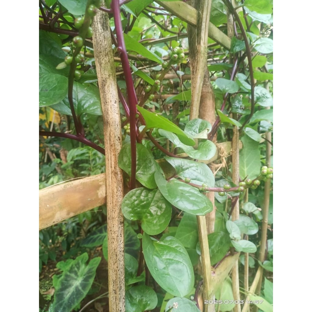 

daun binahong merah segar 200 gram