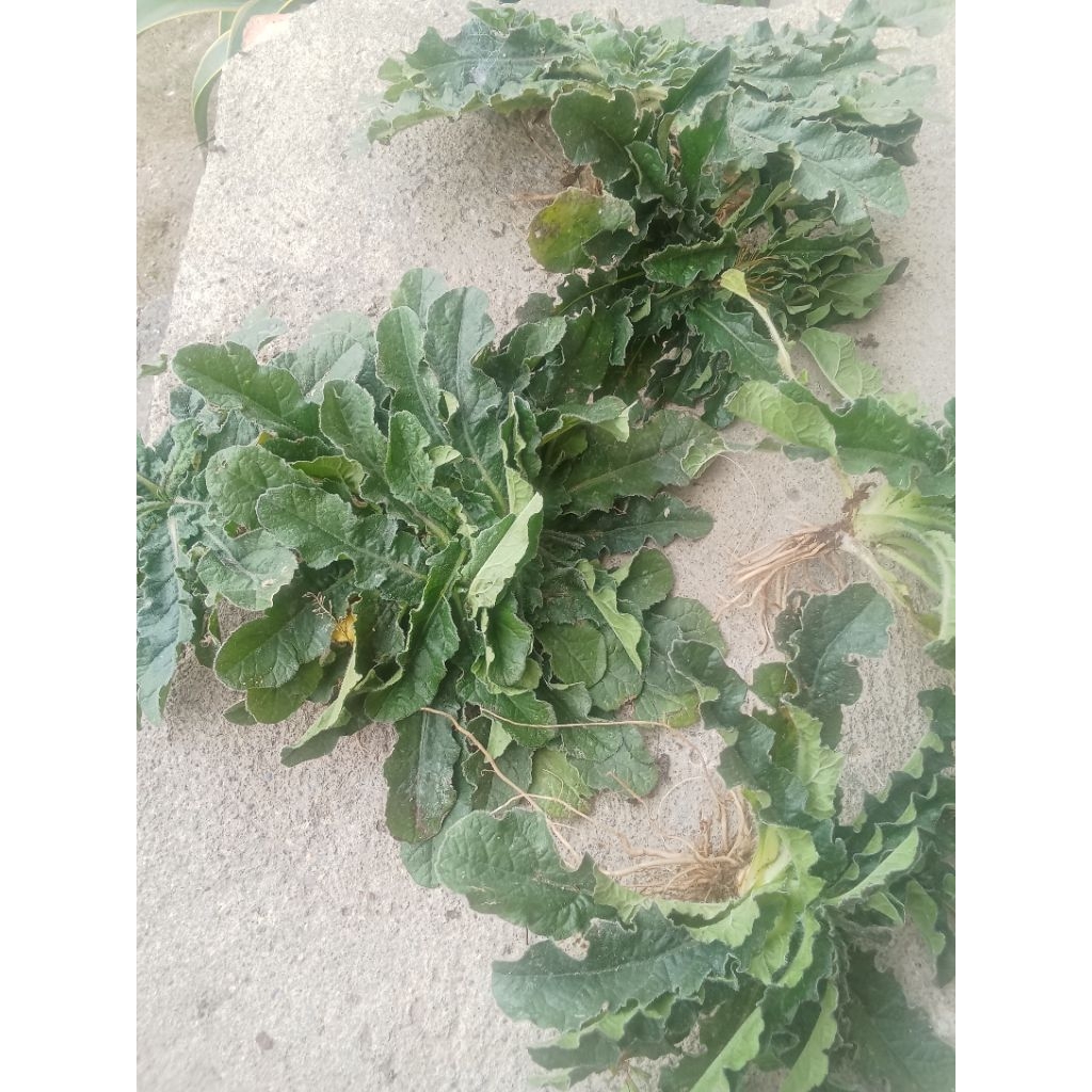 

Daun tapak Liman segar