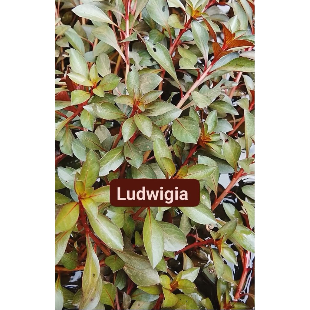 ludwigia