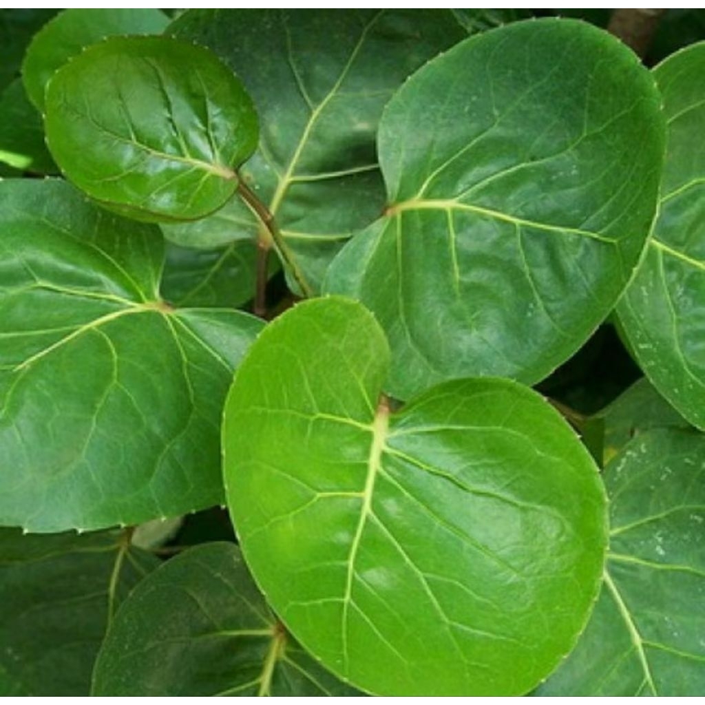 

Daun Mangkok Segar Dipetik Saat Pesanan Masuk