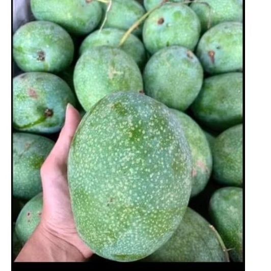 

Mangga Madu 1kg