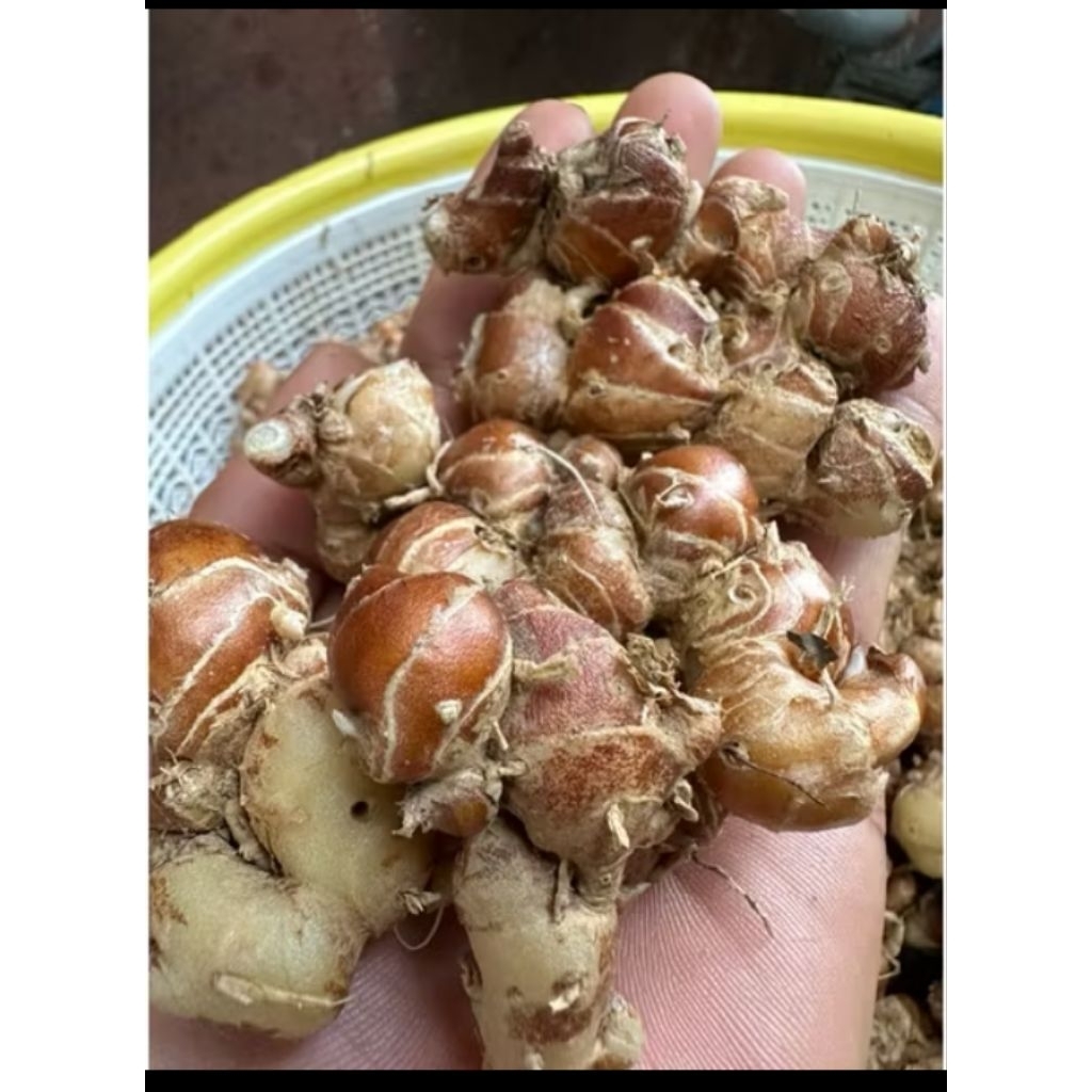 

kencur segar kencur super 500grm_1kg