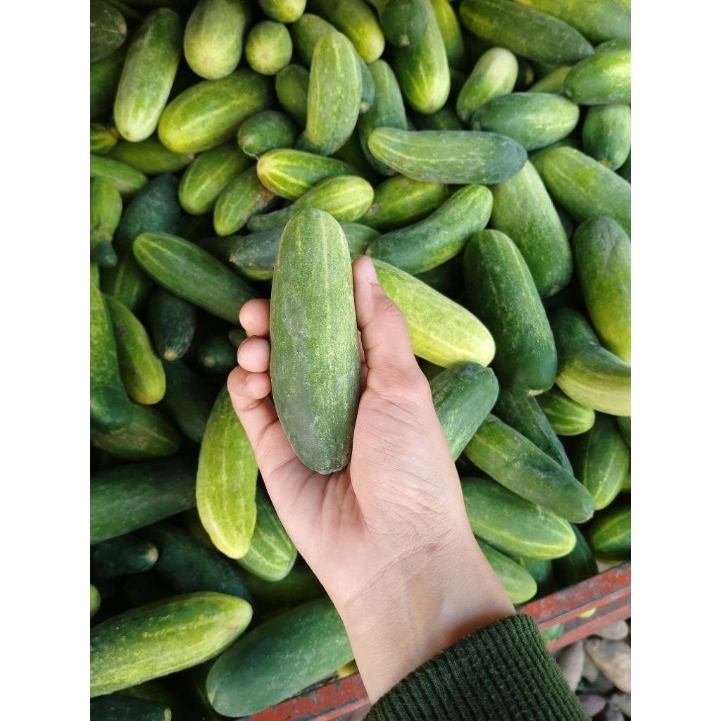 

Baby Cucumber Fresh Mentimun Kecil 1 kg