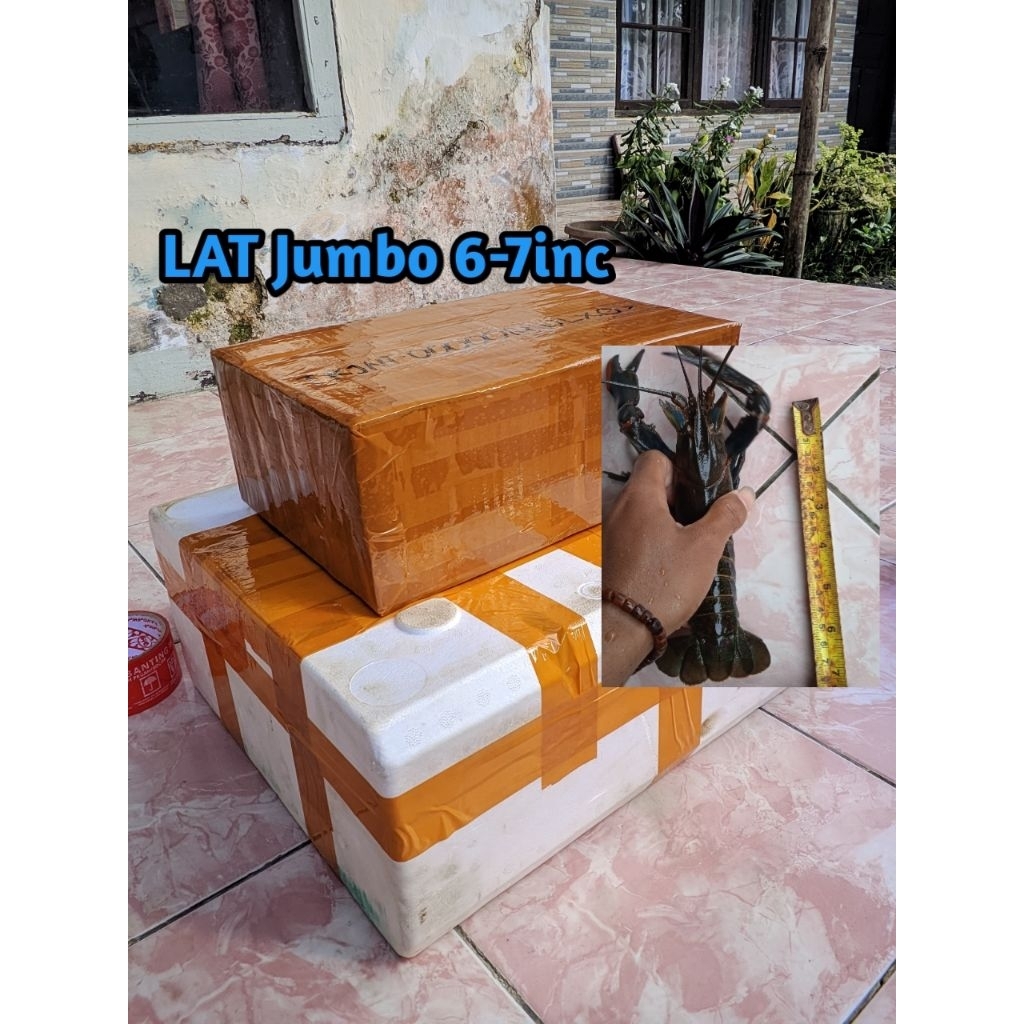 

Box pengiriman lat jumbo 6-7inc