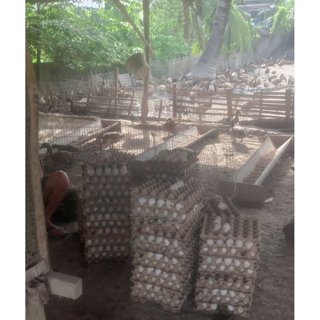 

telor bebek vertil kandang sendiri