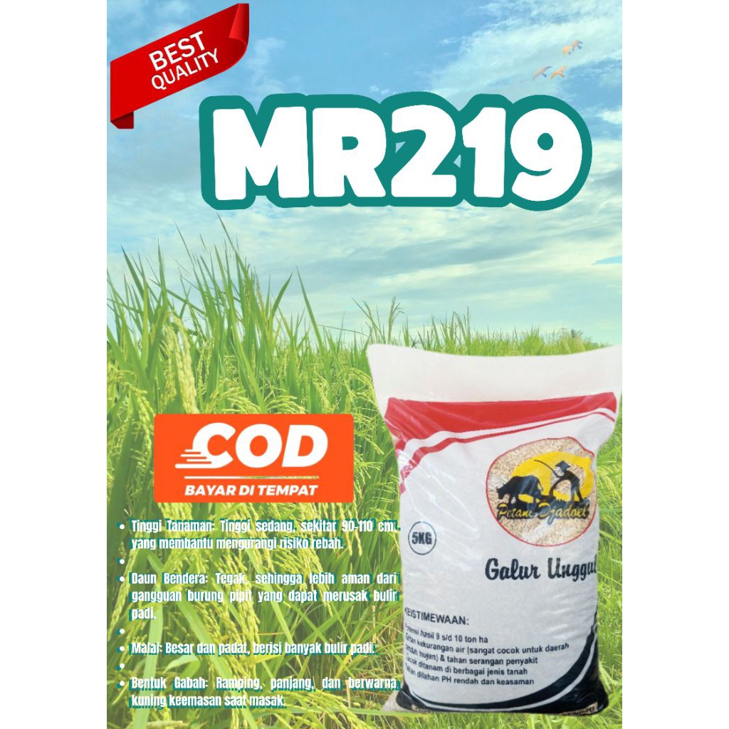 BIBIT PADI UNGGUL MR219 BERKUALITAS