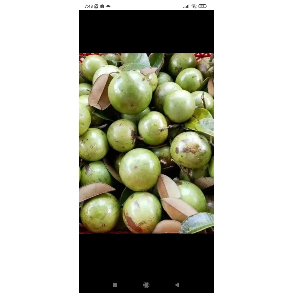 

sawo ijo apel susu karpel