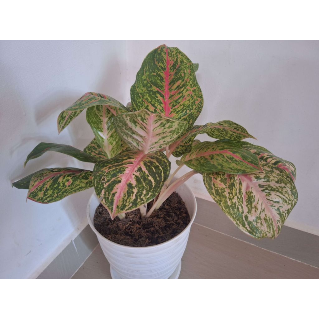 Tanaman Hias Red Peacock - Dewasa - Tanaman Indoor dan Outdoor (Aglaonema Widuri)