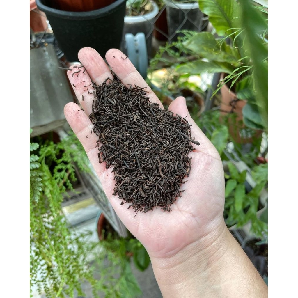 Pakis Cacah Media Tanam/Akar Pakis