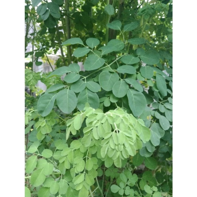 

Daun Kelor Segar 100 Gr - Kualitas Segar, Bisa Request Daun Tua Semua/Campur Daun Muda+Tua