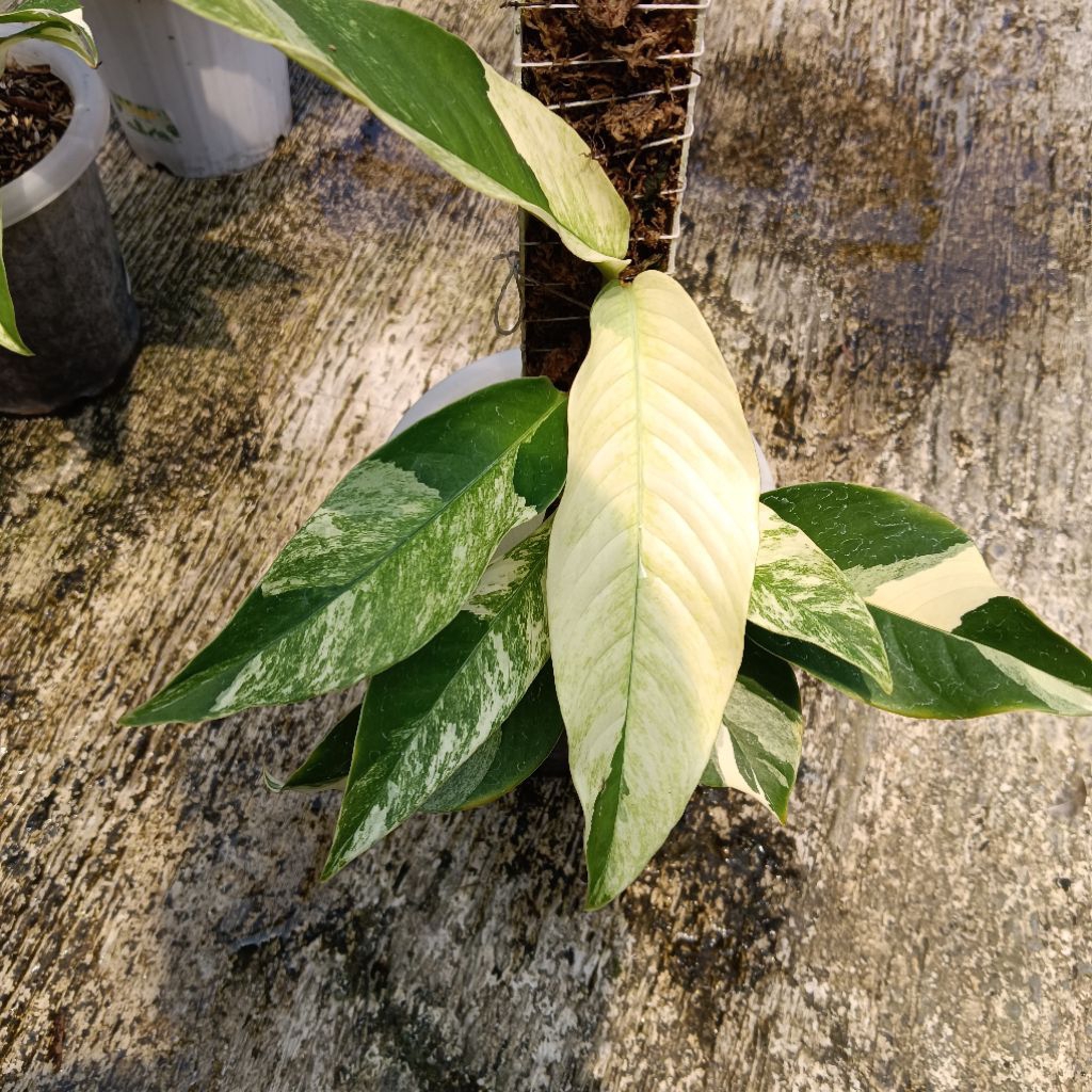 rapidopora sp Sulawesi