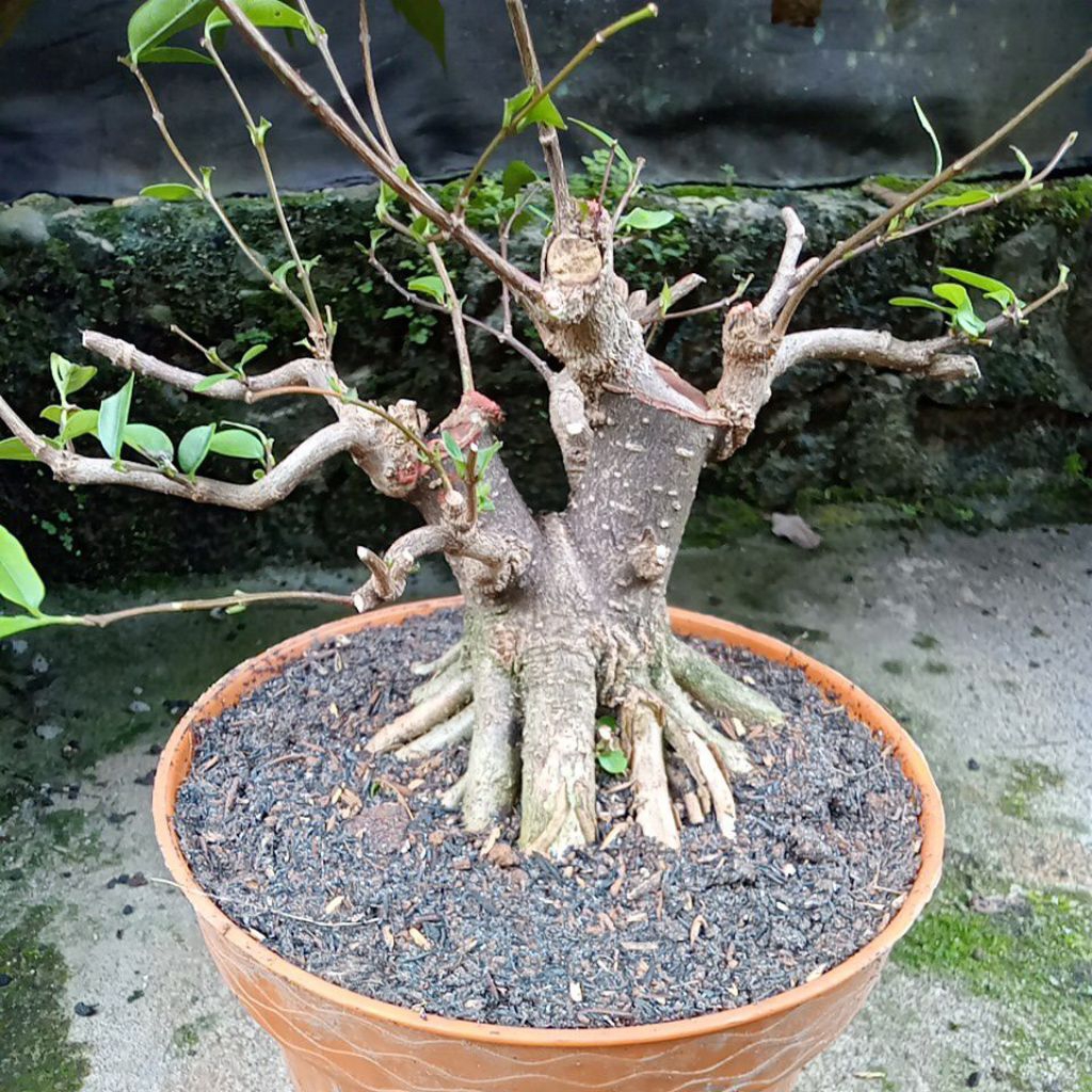bahan bonsai anting putri prospek ekonomis.