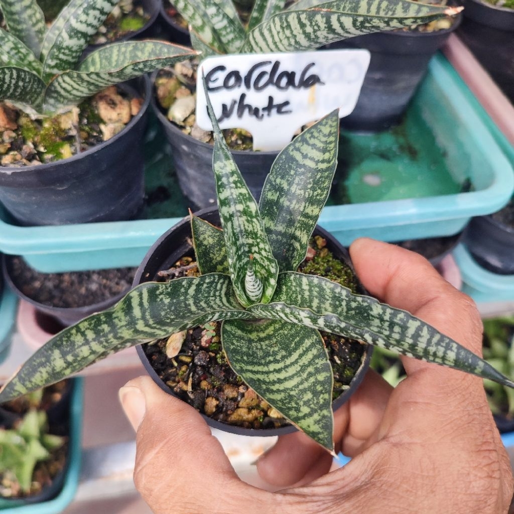 Lidah mertua Cordova hijau, dari induk variegata putih / tanaman sansevieria / tanaman gurun / sekul