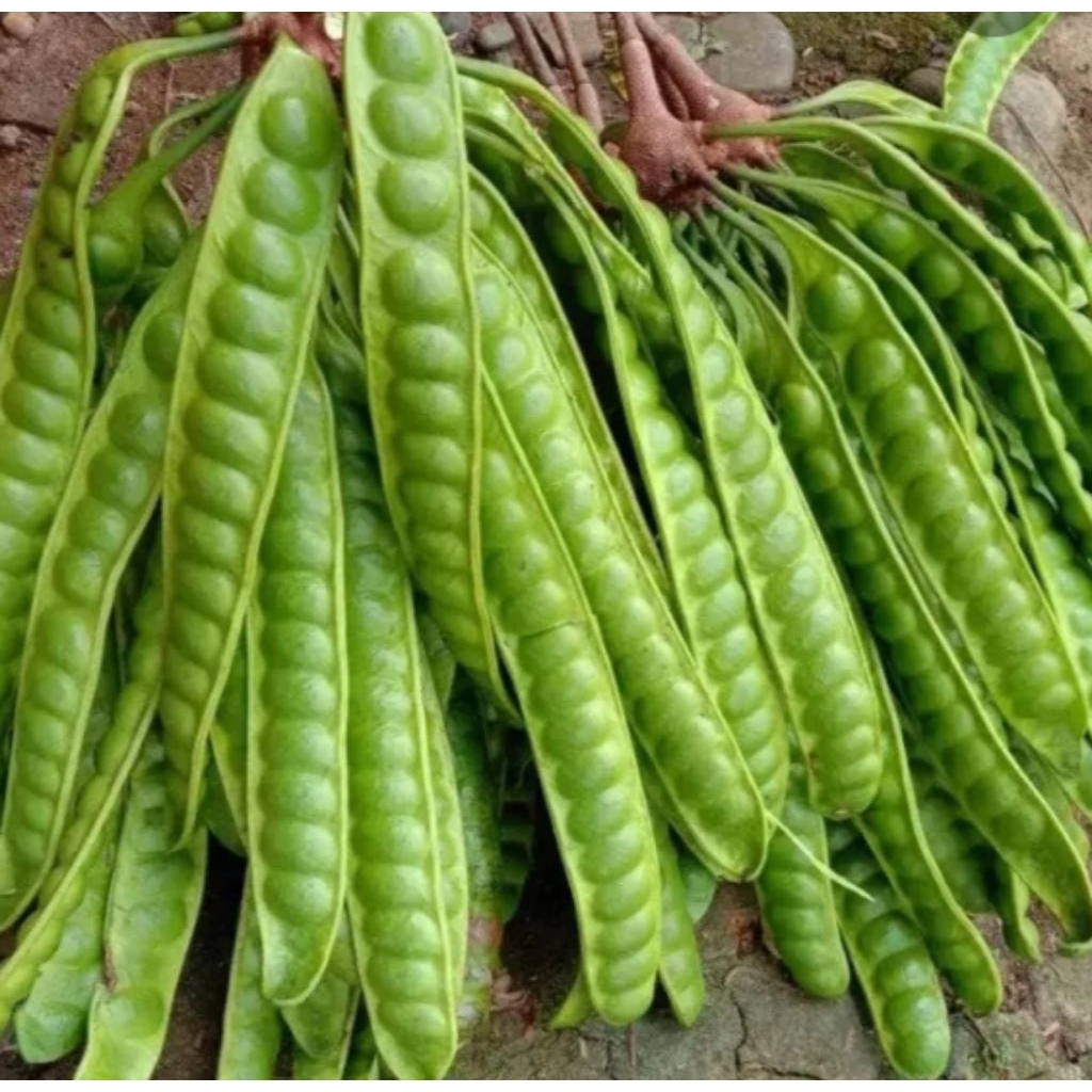 

pete padi tua isi 12 lonjor ukuran sedang